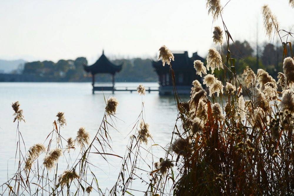 山川|杭州湘湖，芦花正好，天寒之日忆旧年