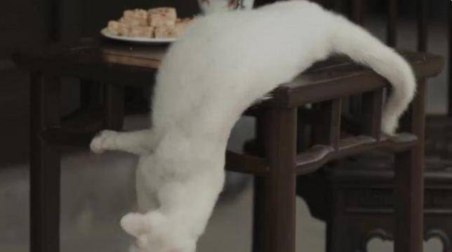 蒋勤勤|《当家主母》被质疑毒死猫，剧组回应引争议，网友：猫比人更厉害