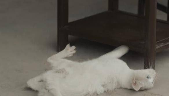 猫咪|《当家主母》疑毒死真猫，画面太真实引争议，剧组澄清毫无说服力