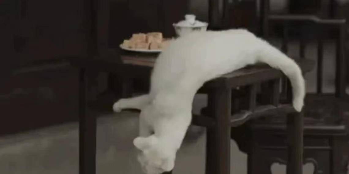 猫咪|《当家主母》被质疑假戏真做，为拍戏毒杀真猫，官方回应漏洞百出