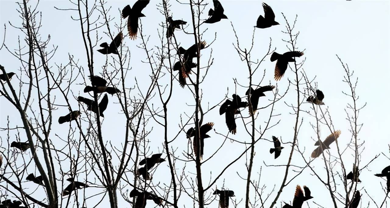 青海西宁惊现不祥之鸟黑鸟成群遮天蔽日这是什么情况