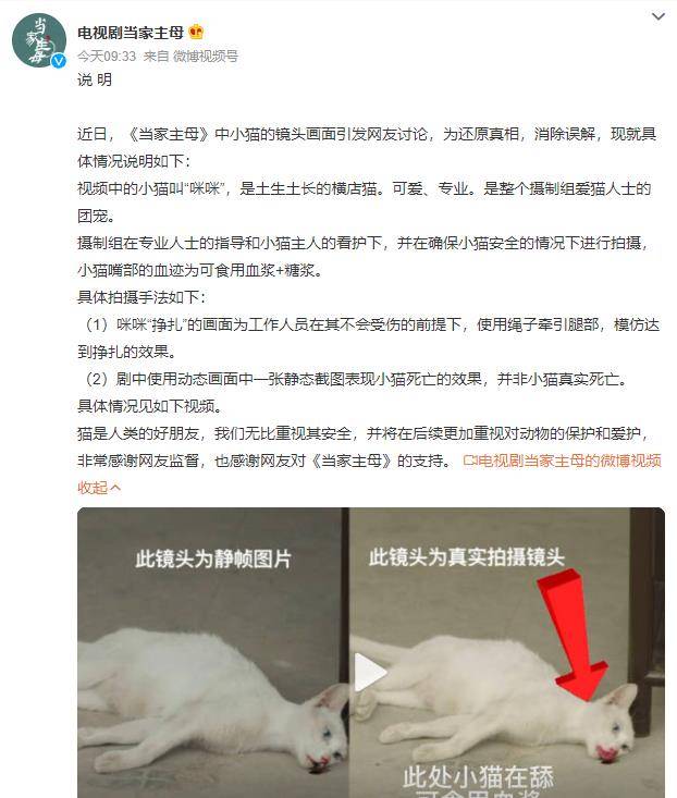 白猫|《当家主母》小白猫惨死，剧组发声明回应，网友为何却不认同？