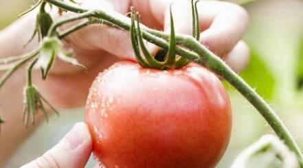 原创尿酸高的人多吃2红少吃2白或许尿酸下降远离痛风