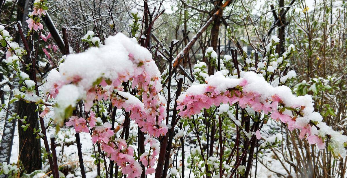 红花白雪 寒冷的冬天依然 傲立枝头 花朵 寒风 大地