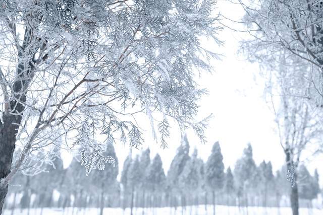 伏羲山|被冰雪装扮的云上牧场美成童话世界 郑州人冬日游玩嗨翻天