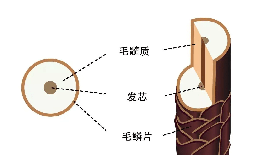 发质变差说起来就是和"毛鳞受损"有关了,发丝是由毛鳞片,毛髓质,发芯