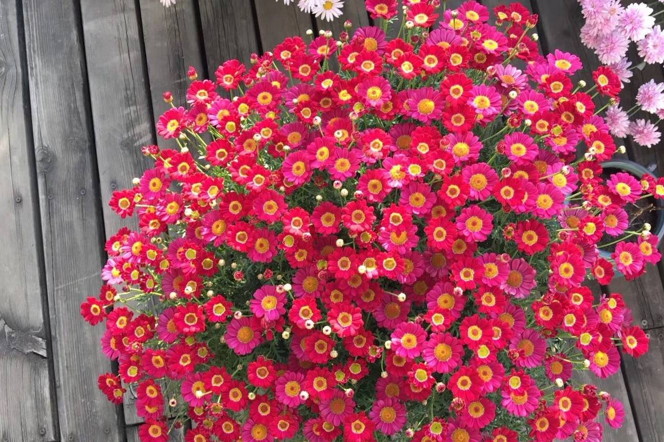 最易开爆盆的花 花色绚丽 花期超半年 栽培容易 冬季养花选它 茼蒿 修剪 盆栽