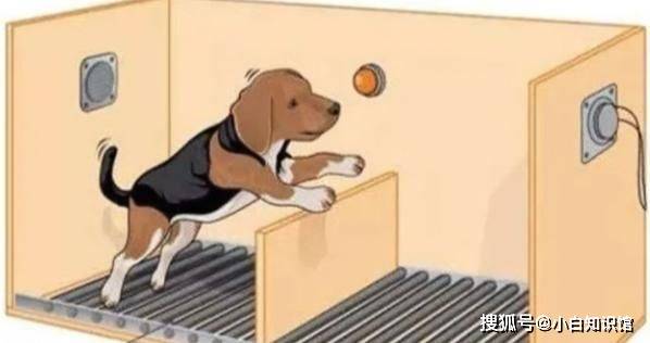 心理学理论—习得性无助_塞利格曼_实验品_噪音