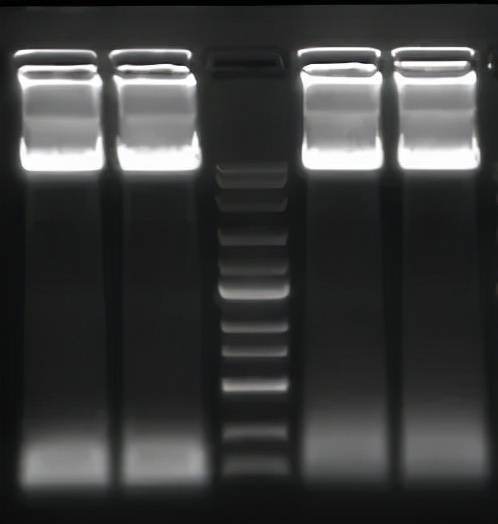分子生物学实验介绍-PCR篇_条带_问题_模板
