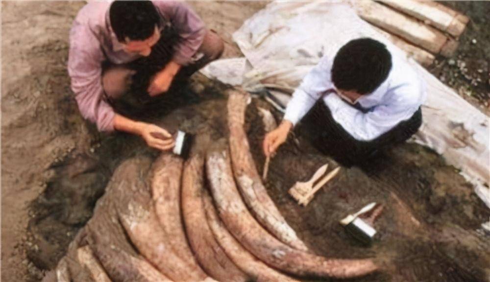 四川金沙遗址发现千根象牙，刚挖到一半，专家：埋回去，封锁村子