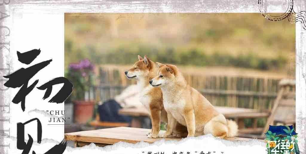 治愈|为何说《向往的生活》的“慢美学”，是治愈“打工人”的心灵鸡汤