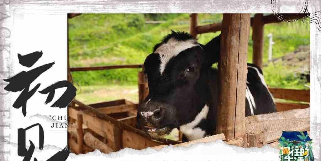 治愈|为何说《向往的生活》的“慢美学”，是治愈“打工人”的心灵鸡汤