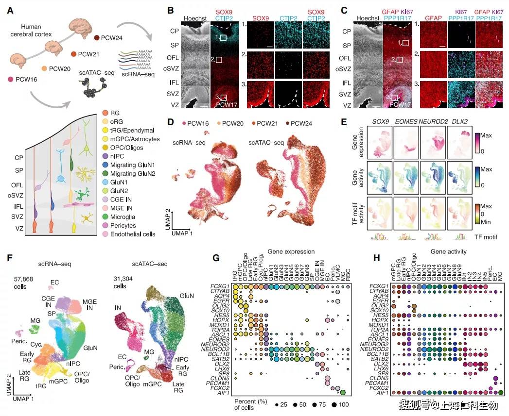 cell10xgenomics單細胞多組學解析發育中的人類大腦皮層的染色質