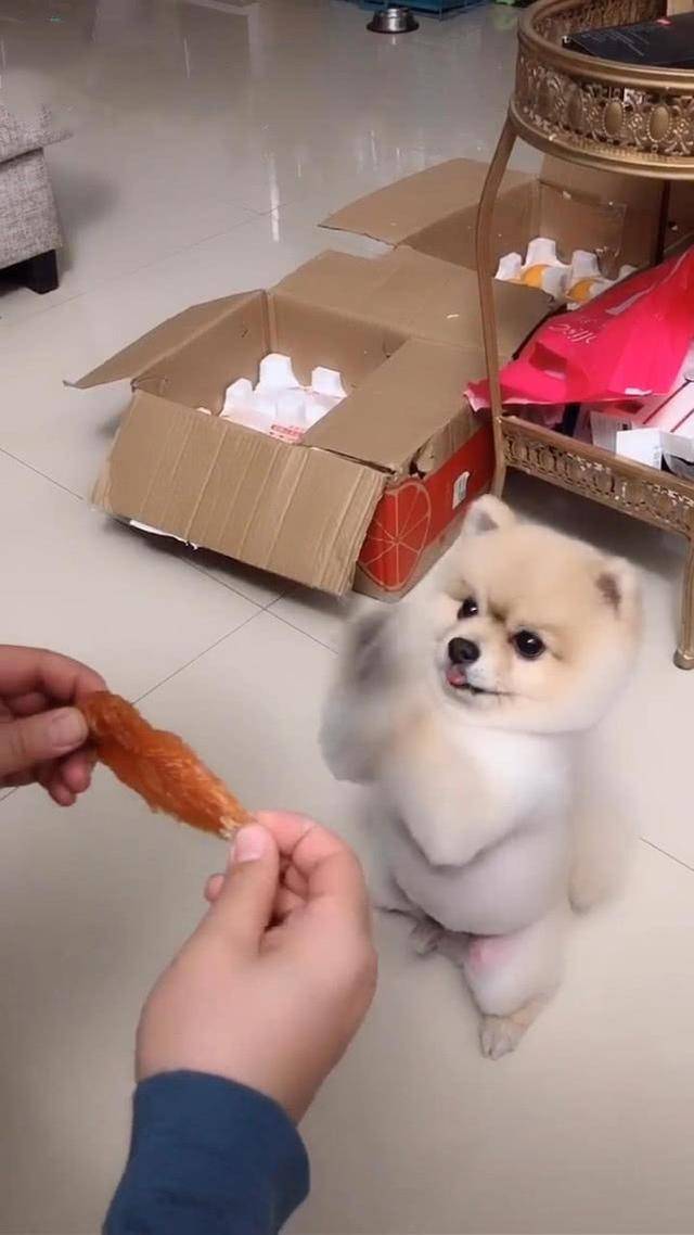 实在太|男子用零食调戏狗,狗表情让人瞬间笑喷,狗:这么做是不是过分了