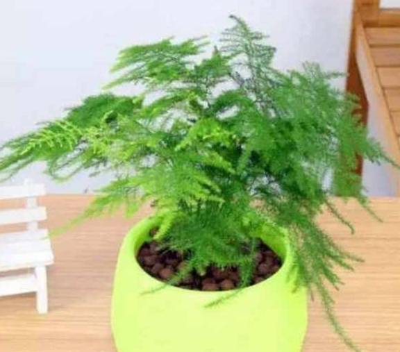 用什么方法可以养好文竹 d5d8062d41b24569b0a7489bf6720971.jpeg