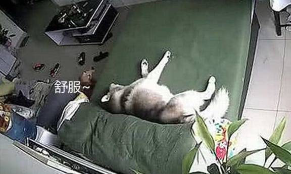 床单男子去外地两天，途中打开监控看了一眼二哈，差点把手机摔了