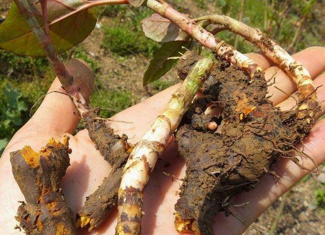 花斑|农村一种植物,农民用来喂猪,我们当零食吃,如今一斤30成稀罕货