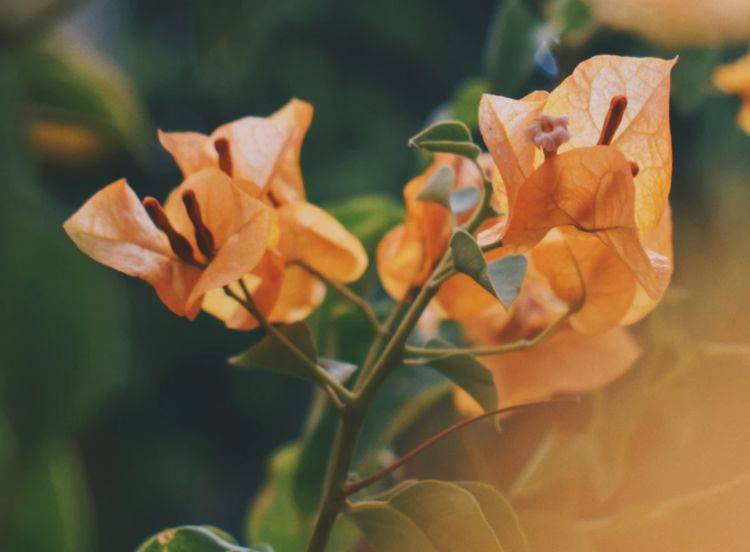 飞蛾扑火是哪种动物 fedb53cc6c424b29a821196fc350a941.jpeg