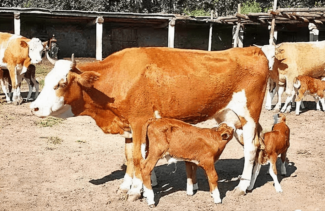 12700元1,380斤左右 小母牛 10300元母牛牛犊4,500斤左右 小公牛