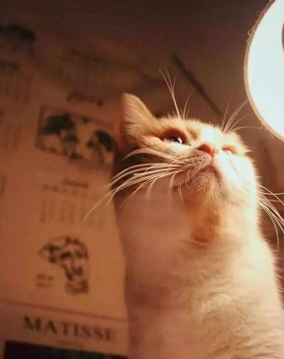 一只猫大约多少千克 faad40c247d54473b5df0e8dabf79583.jpeg