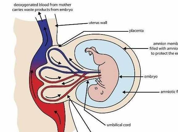 子宫|怀孕后，出现胎盘低置，是怎么回事？孕妇多留心或许对胎儿发育好