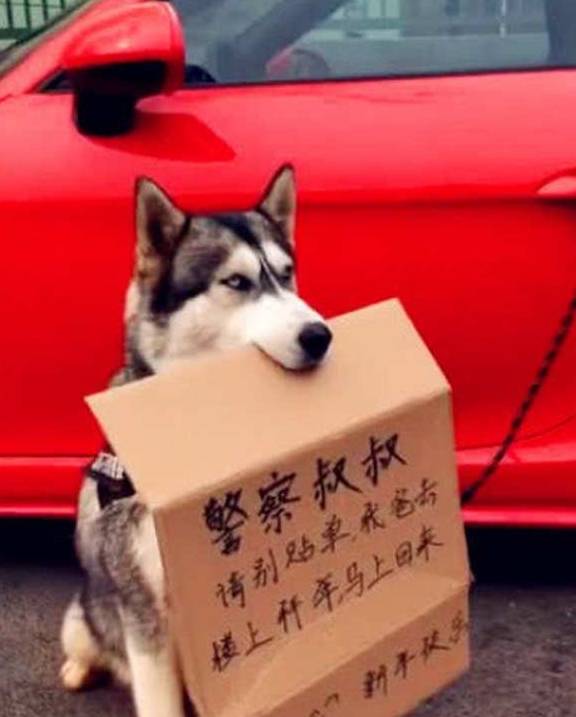 摩托车狗子坐摩托车后座，姿势撩人，网友：不管走到哪，你都是焦点~