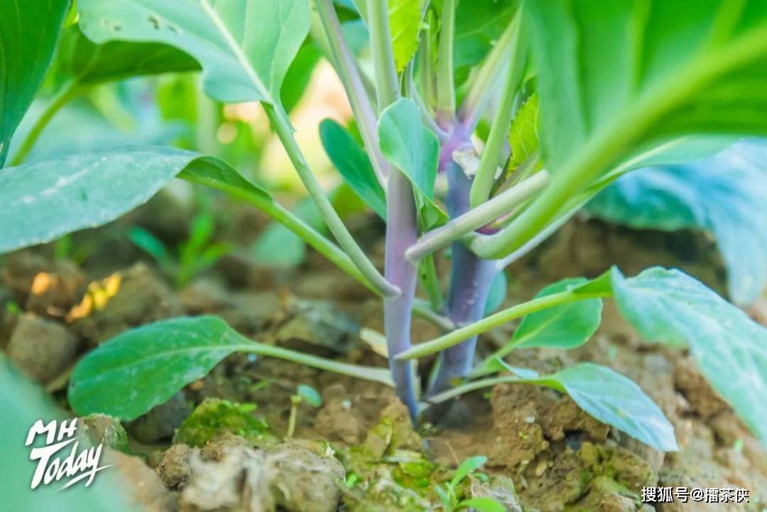 红脚芥蓝 | 来自大自然的绿色馈赠,是棉湖人独有的舌尖回忆!
