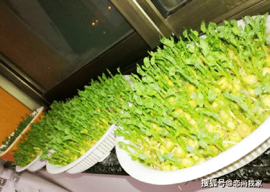 原創你會培育芽菜嗎只要一個瀝水果盒三種營養豆芽蔬菜過年不用買