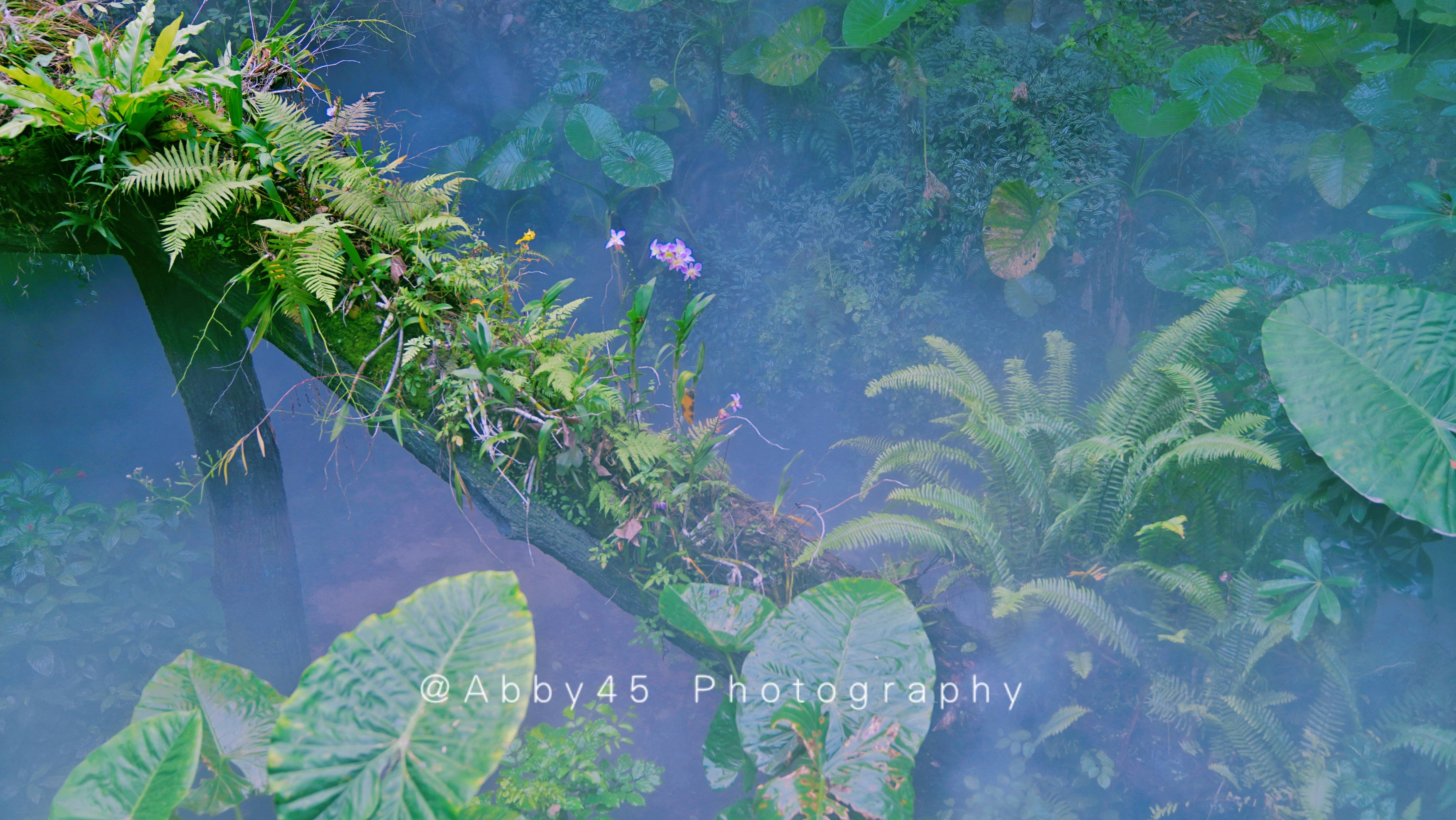 植物园|《锋味》节目取景的厦门植物园，太适合冬日游玩了，提前感受春天