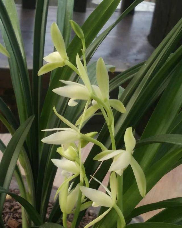 原创建兰经典素花大凤素兰花颜色纯正香气浓实惠平价易打理