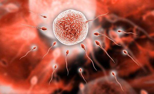 【排卵期怎么算】排卵期有什么症状_怀孕前的准备