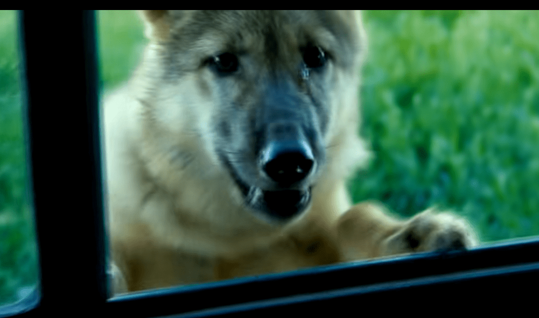 2010年,一位成都女孩把一匹狼当儿子带回家,10年后在草原再相认