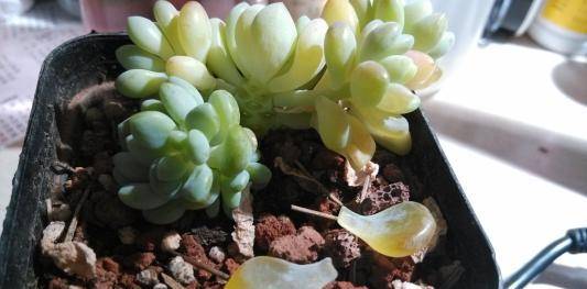 怎么养多肉叶子 04fe27998d0b4de881cc4ce757ec9b78.jpeg