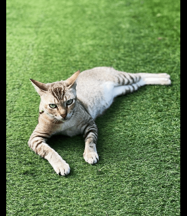 猫咪半躺在草地上趴着的姿势和眼神看起来有点凶这要成精了吗