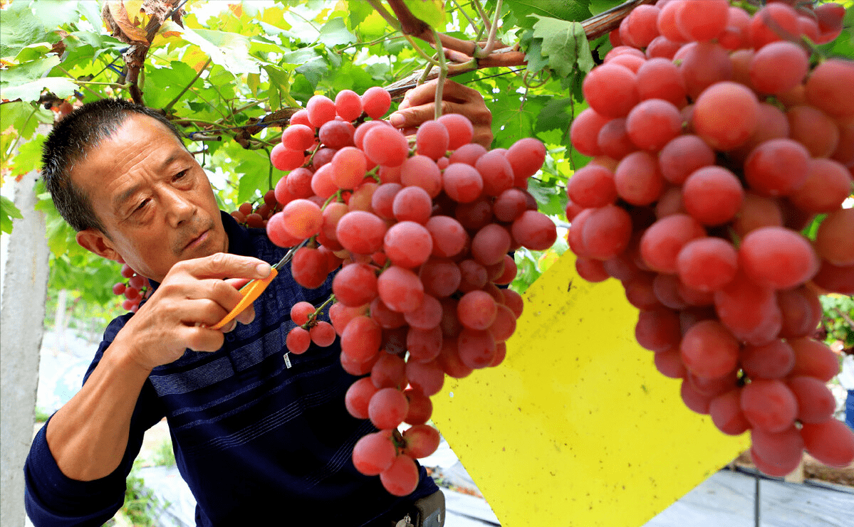 一粒葡萄还是一个葡萄 一()葡萄
