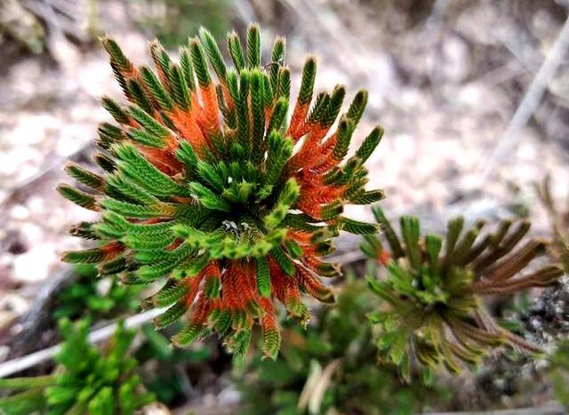 还真的能够做到"死去活来",而且反反复复,因此也被人称为"九死还魂草"