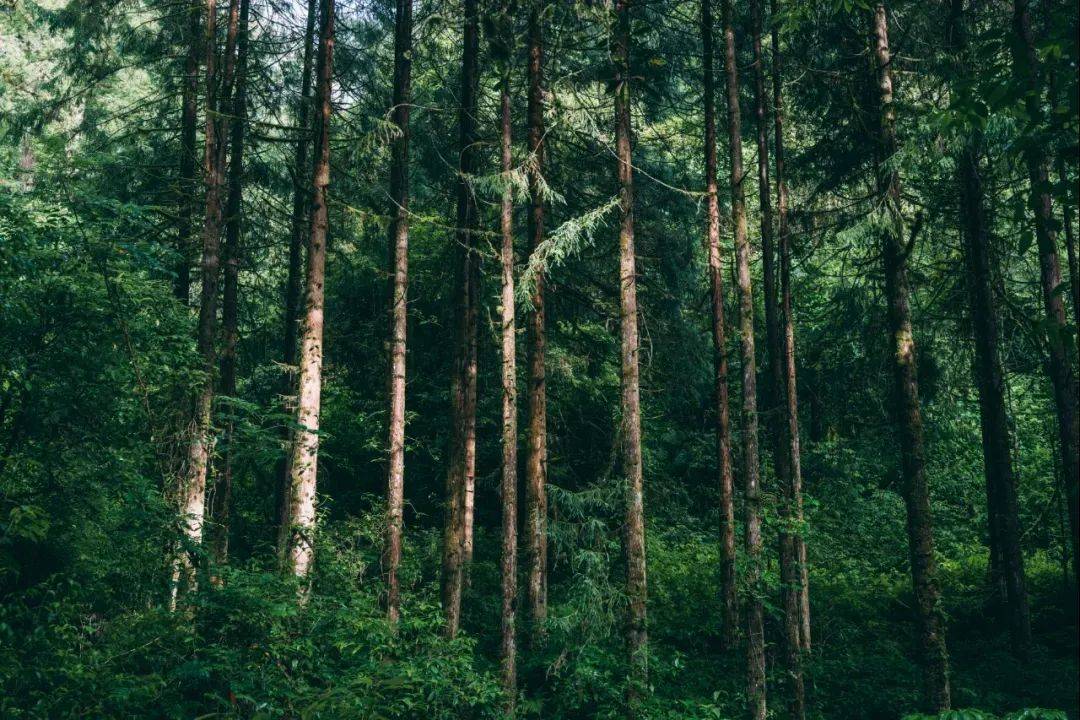 森林|探秘高黎贡山