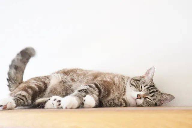 猫咪怎么才会有弓形虫 03c335108eed484ea6e3e73d32563e2f.jpeg