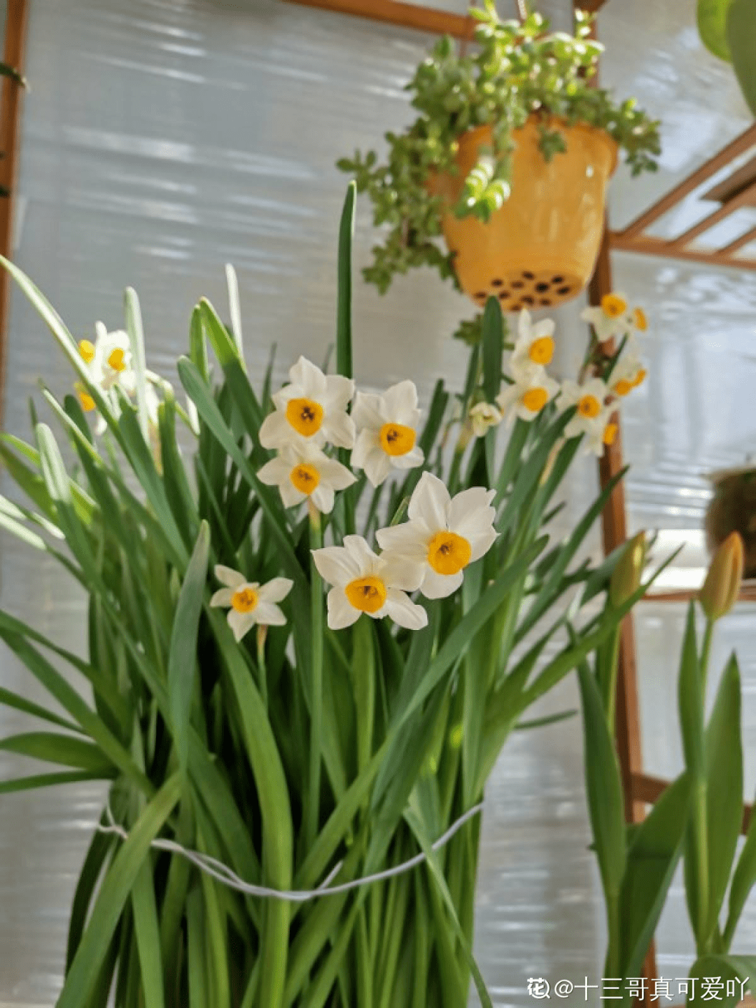 家里养盆水仙花 一到春节呼呼开 满屋飘香 开花 漳州 花箭