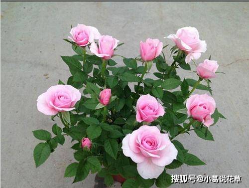 4f68ac41640249e2b93755ecce95ad02.jpeg