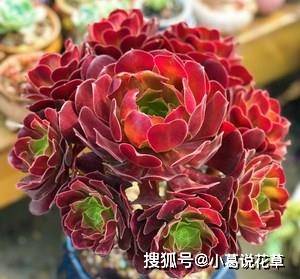 怎么养多肉法师 65a4391ae758411c92ceda9a3291bc6c.jpeg