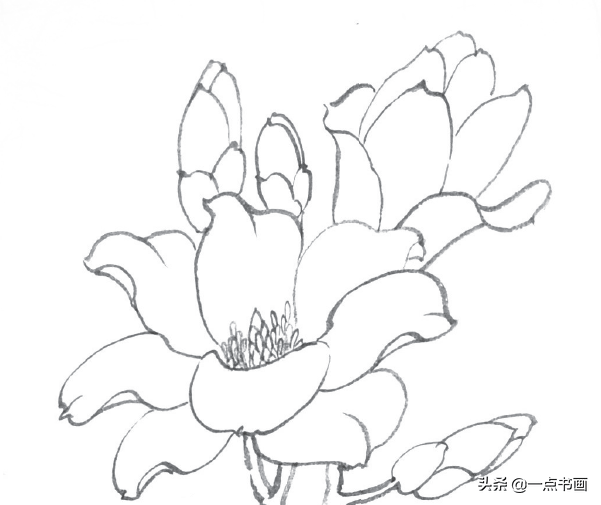 白描玉兰花与桃花画法 简单易上手 花瓣 画面 花心