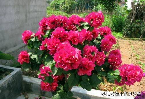 三角梅用什么肥料长得旺 5075416ec7cf4dcc80e408bae664b0ce.jpeg
