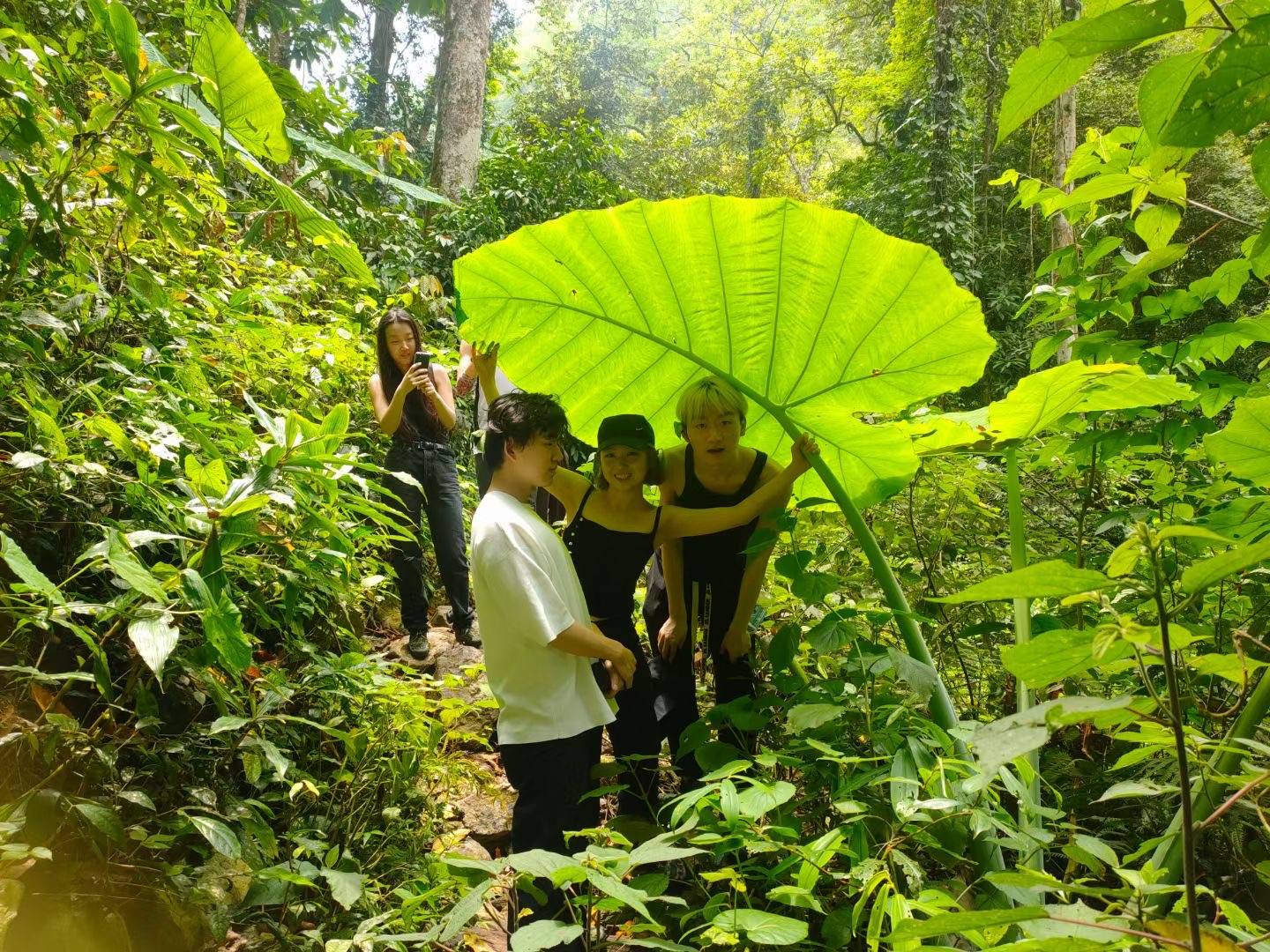 西双版纳的热带雨林不仅有毒蛇猛兽还有289种有毒植物