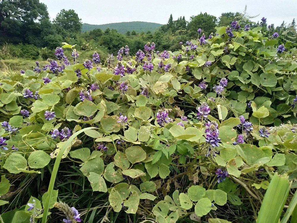 它的根是救饥粮 花是 解酒神器 农村山里很多 若遇到别错过 葛花 葛根 野葛