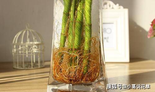 富贵竹几天换一次水最佳冬天 4fc596cdd1a0412e97ce7feec4ef274b.jpeg