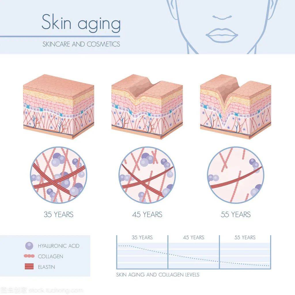 母细胞皮肤老化原因起底，内源性、外源性双管齐下才是真抗老