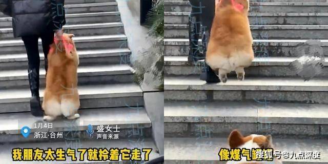 宠物柯基不听话，女子生气拎着走，上楼梯姿势走红，网友：这是只猪吧