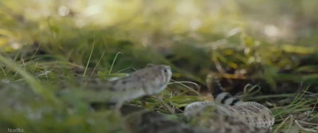 头皮|豆瓣9.4,西部片的天花板