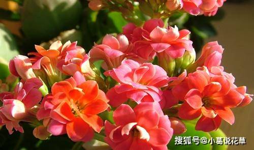 长寿花不开花 给它喝勺神仙水 新叶蹭蹭长 轻松开满盆 养分 花卉 朋友